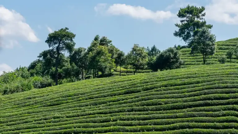 Terraced tea plantation with neatly trimmed green bushes and scattered trees under a blue sky