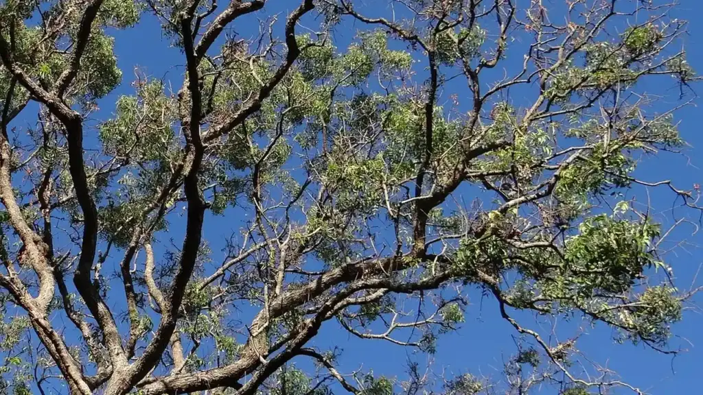 Is Neem Oil Safe for Plants and Pets? Your Complete Guide to Using Neem Oil