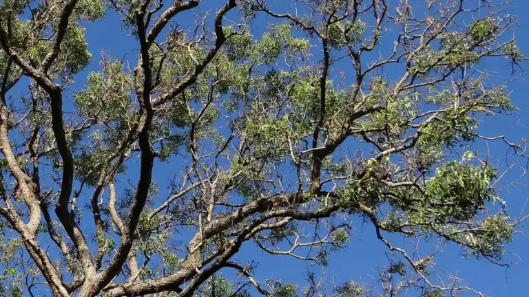 Branching tree limbs with sparse green leaves against a bright blue sky